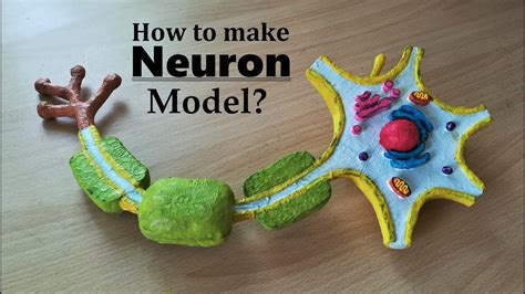 How to make Neuron 3d Model using Thermocol | Neuron model, Cell model ...