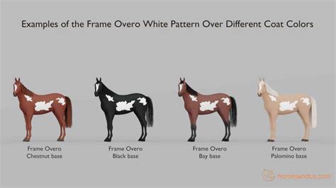 What is a Frame Overo Horse? Traits, Breeds, and More