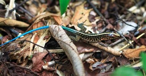 Whiptail Lizard - A-Z Animals