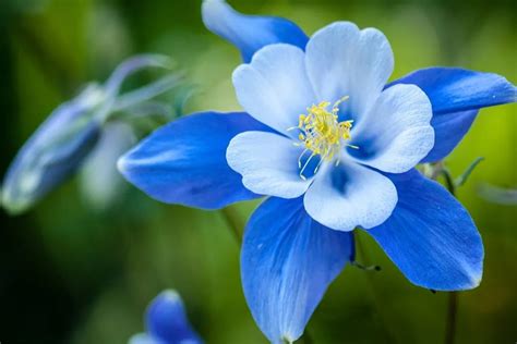 Breathtaking Compilation of Over 999 Blue Flower Images in Full 4K