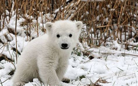 Top 10 Winter Warriors • The National Wildlife Federation Blog : The ...