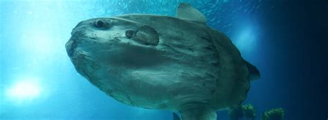 Where to see Sunfish - WildSide - the World Wild Web