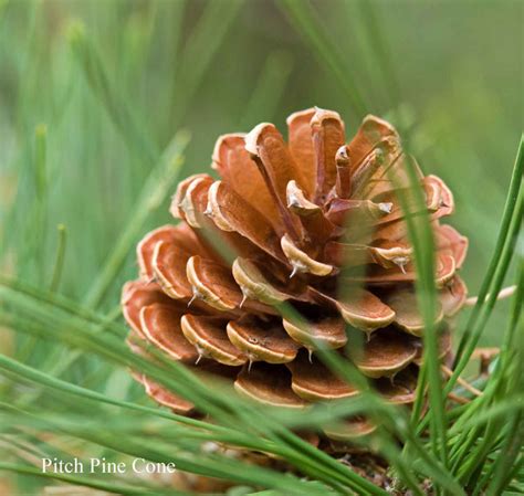 Pitch Pine Tree Cones – HouseofCones.com