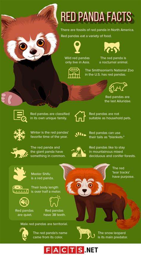 50 Adorable Facts About The Red Pandas You Have To Know - Facts.net