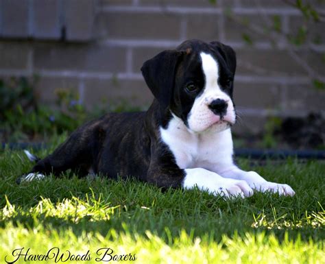 Black Boxer Puppies For Sale In Florida