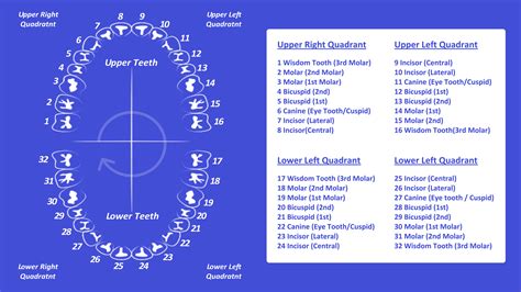 Tooth Number Chart (Printable PDF) — Mashup Math - Universal Numbering ...