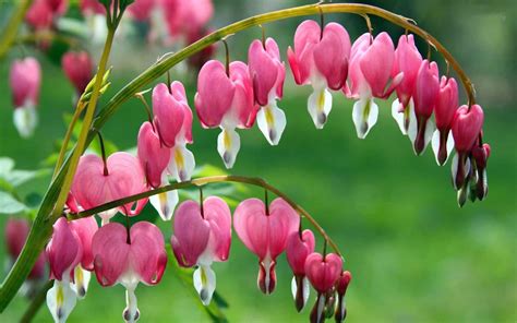 Dicentra spectabilis (Lamprocapnos) - Bleeding Heart plant - Garden Plants