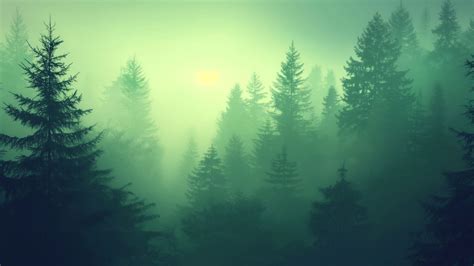 Forest Wallpaper - Green, 5K, Nature #19712