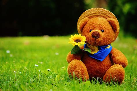 Teddy Bear Hd Wallpaper