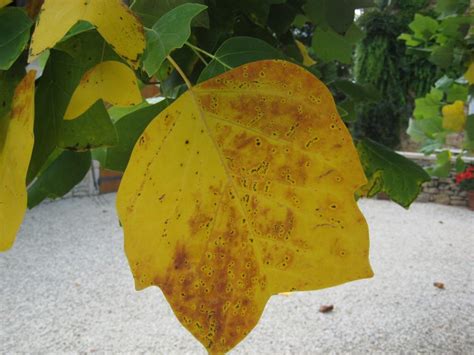 Leaf disease on Tulip Tree? - Tree health care - Arbtalk | The Social ...