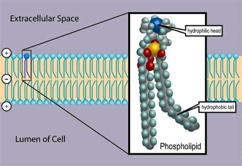 Phospholipid: Definition, Structure, Function | Biology Dictionary