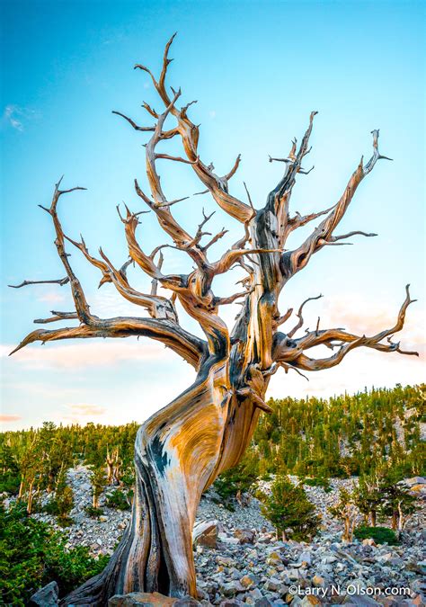 Bristlecone Pine, Great Basin National Park, Nevada - Larry N. Olson ...