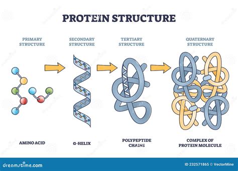 Primary Protein Structure