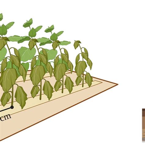 Planting distribution and rhizosphere soil sampling patterns of KCB-1 ...