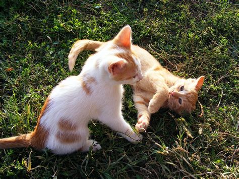 Kittens Playing Animals - Free photo on Pixabay - Pixabay