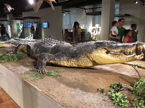 LARGEST CROCODILE IN THE WORLD - LOLONG OF PHILIPPINES | Saltwater ...