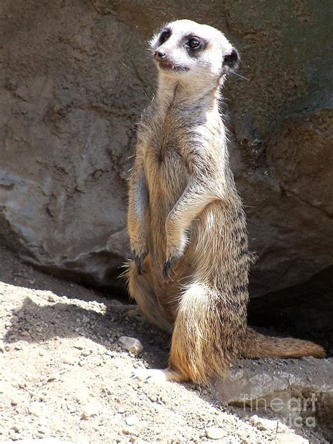 Meerkat Standing Up Photograph by Lorrie Bible