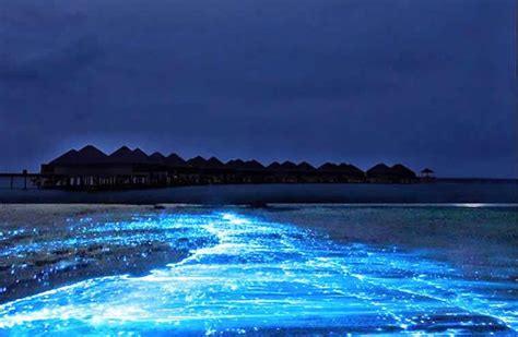 Sea of Stars Maldives 2023 - Maldives Magazine