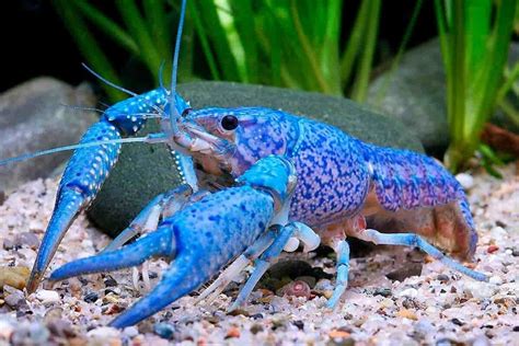 Adult blue crayfish