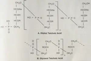 Teichoic Acid/Lipoteichoic acid: Characteristics and Medical Importance ...