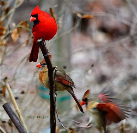 Northern Cardinal (Cardinalis cardinalis) Feb 2014, Conroe, Texas ...