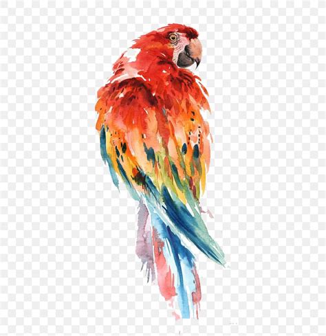 Parrot Watercolor Painting Bird Drawing Art, PNG, 564x847px, Parrot ...