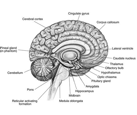 Psychology Labeled Brain Diagram