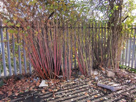 How To Identify Japanese Knotweed: In-Depth Knotweed Identification ...