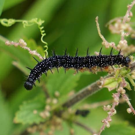 Black Caterpillar Identification Guide: 17 Common Species (With Photos ...