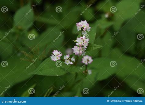 Polygonum Thunbergii Flowers Stock Photo - Image of flowers, natural ...