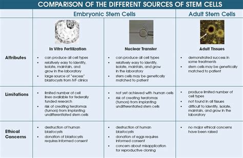 Different Sources of Stem Cells - Biology