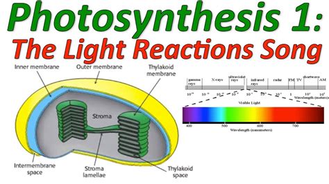 Photosynthesis: The Light Reactions Song - YouTube