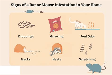 10 Common Signs of Rat Infestation in Your Home | Orion Pest Solutions