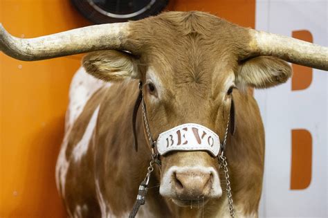 WATCH: Bevo nearly gores Uga during mascot intro