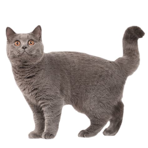 Blue Domestic Shorthair Cat