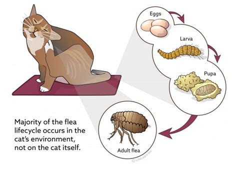 Flea Control in Cats | VCA Animal Hospital