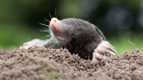 Tips for Identifying Moles, Voles, Gophers