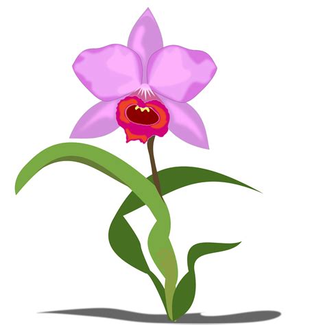 Orchid clipart small pink, Orchid small pink Transparent FREE for ...