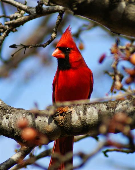 North-Central Texas Birds - Northern Cardinal