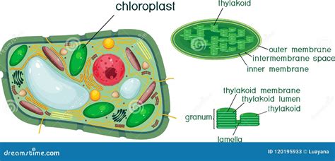 Chloroplast Of A Plant Cell