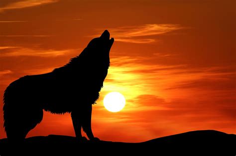 Howling Wolf Silhouette Sunset Free Stock Photo - Public Domain Pictures