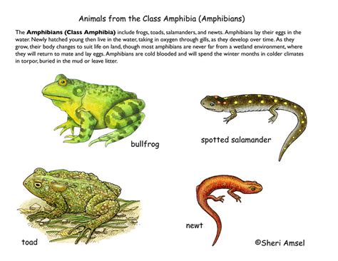 5 Examples Of Amphibians