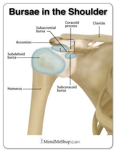 Shoulder Bursa anatomy. The shoulder joint contains 4 main bursae; the ...