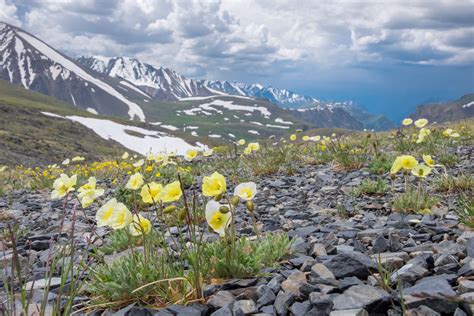 Arctic Tundra Shrubs