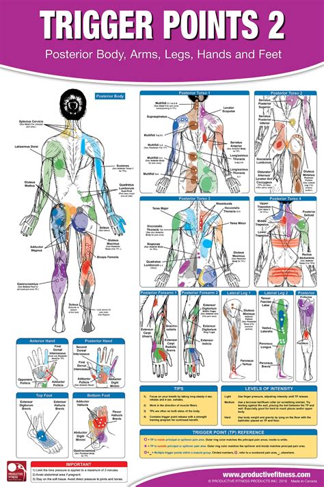 Trigger Point Therapy Chart/Poster Set; Acupressure Charts - Myofascial ...