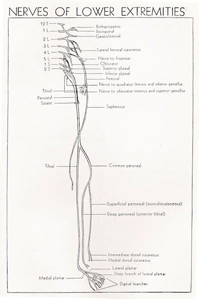 Sciatic nerve - Anatomy - Orthobullets