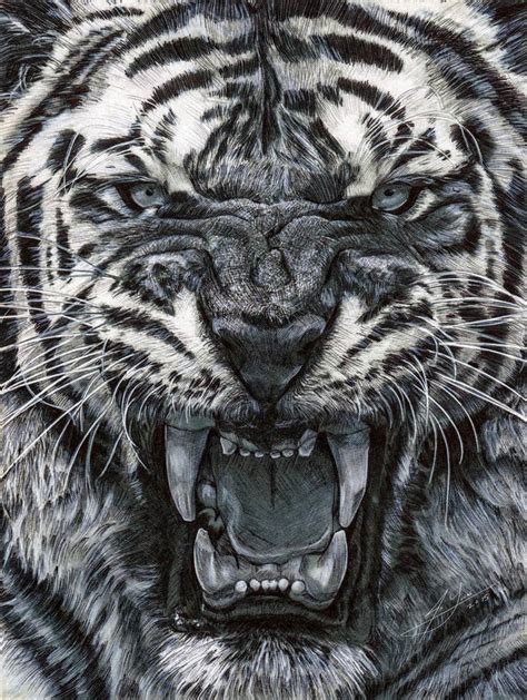 Tiger Roar! Drawing by Julio Lucas | Saatchi Art