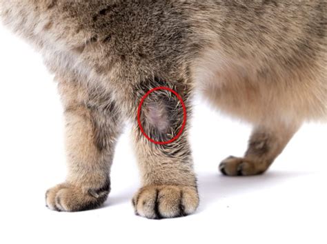 Ringworm in Cats: Symptoms, Diagnosis, Transmission, and Treatment