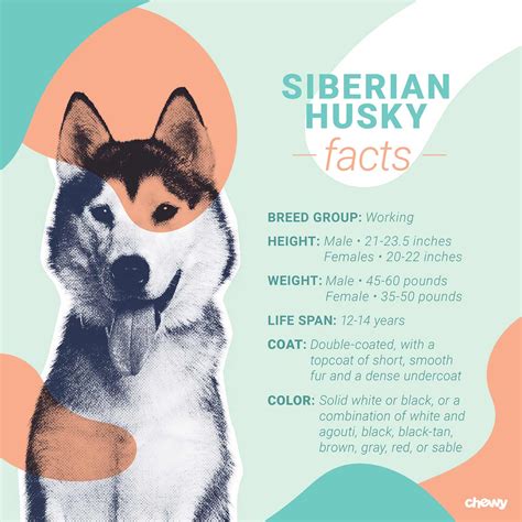 46 best ideas for coloring | Siberian Husky Information