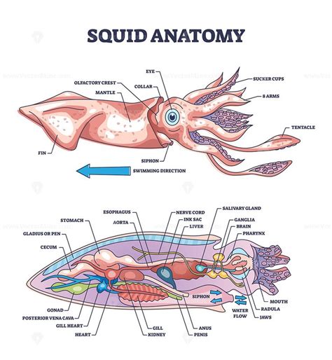 Squid anatomy and underwater creature inner parts structure outline ...